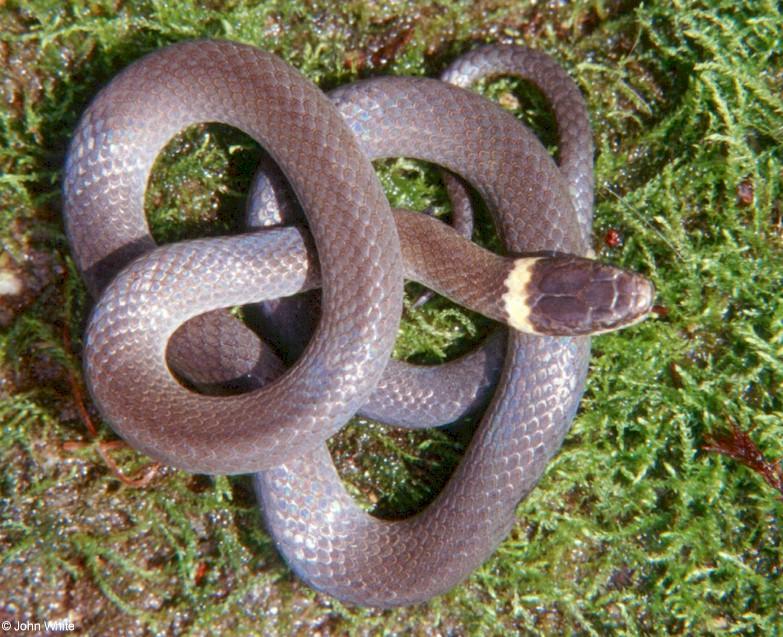 Northern ringneck snake2-by John White.jpg