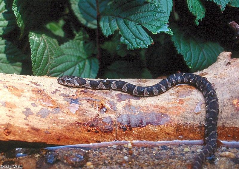 Northern water snake  Nerodia sipedon sipedon 601-by John White.jpg