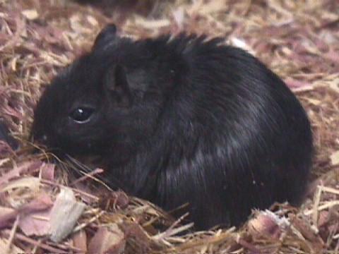 Nyssa-Black Gerbil-pet in cage-closeup-by Herman Miller.jpg