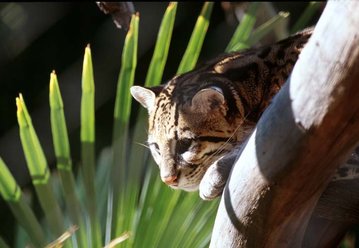 Ocelot 2-by Shirley Curtis.jpg