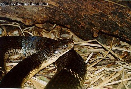 Ophiophagus hannah01-King Cobra-by Dennis Desmond.jpg