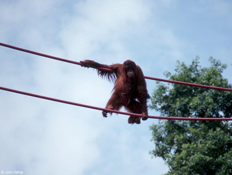Orangutan600-by John White.jpg