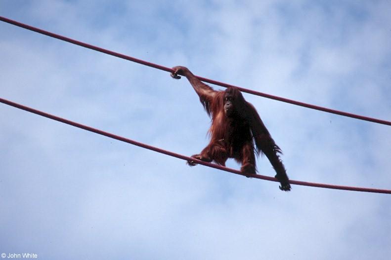 Orangutan601-by John White.jpg