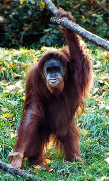 Orangutan stand1-by Denise McQuillen.jpg