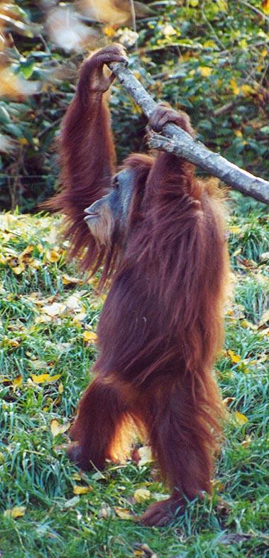 Orangutan stand2-by Denise McQuillen.jpg