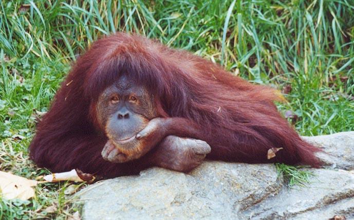 Orangutan think1-by Denise McQuillen.jpg