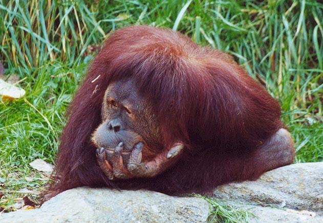 Orangutan think2-by Denise McQuillen.jpg