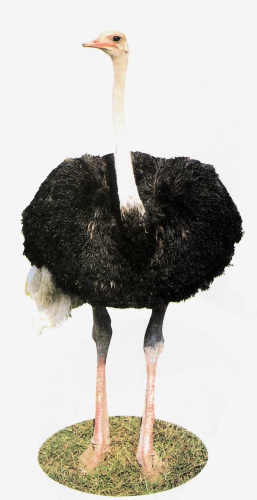 Ostrich J01-portrait.jpg