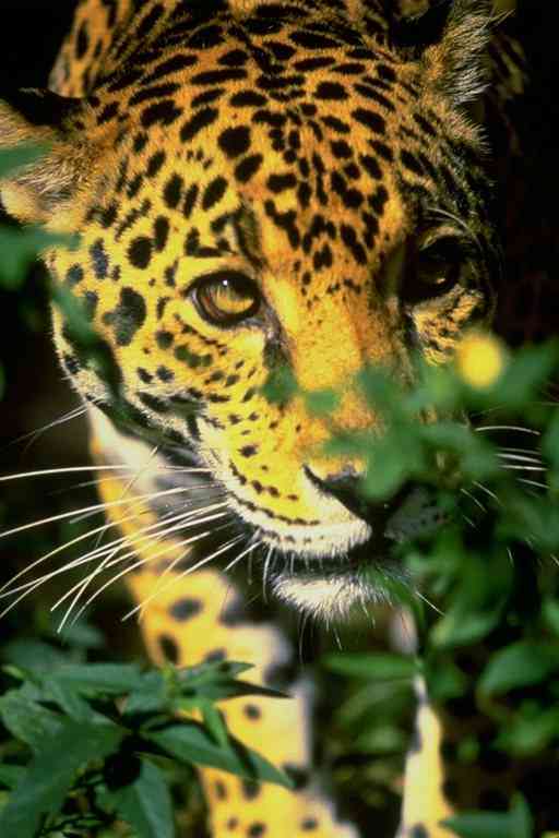 Panther-Jaguar-by Trudie Waltman.jpg