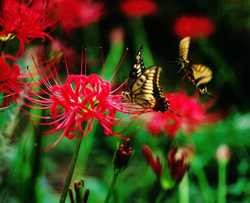 Papilio machaon 01-Korean Common Swallowtail Butterfly.jpg