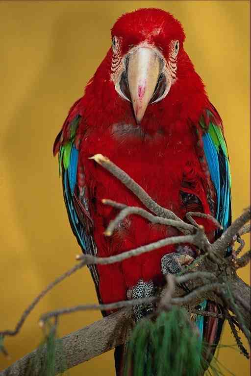 Parrot-01-Green-winged Macaw-by Trudie Waltman.jpg