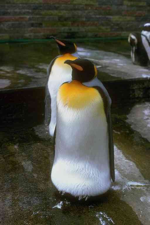 Penquins-Emperor Penguins-by Trudie Waltman.jpg