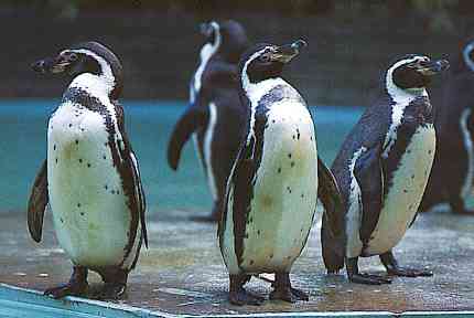 Penquins-TR-African Jackass Penguins-by Trudie Waltman.jpg