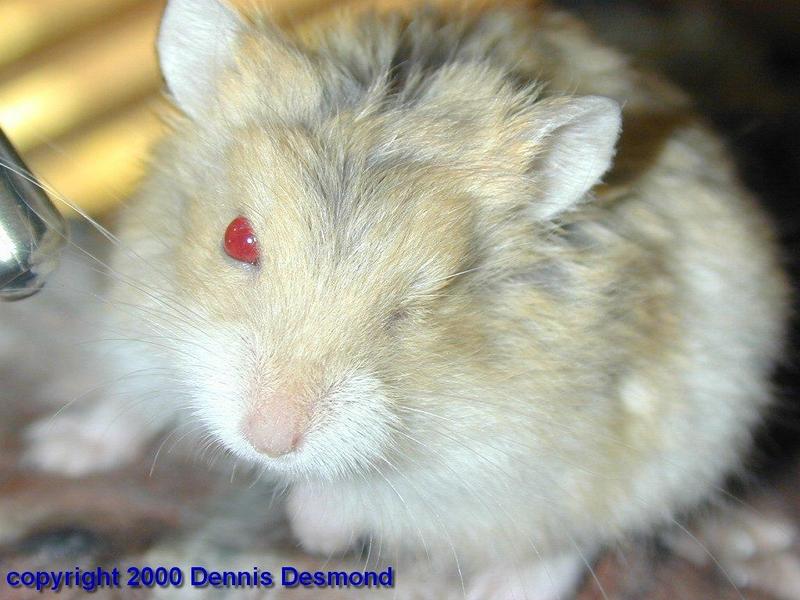 Phodopus sungorus02-Dzungarian Hamster-by Dennis Desmond.jpg