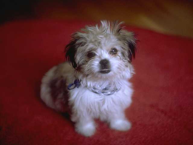 Photo109-Dog-Puppy-by Linda Bucklin.jpg