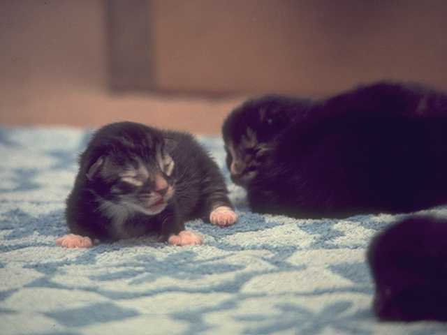 Photo119-DomesticCat-Kittens-by Linda Bucklin.jpg