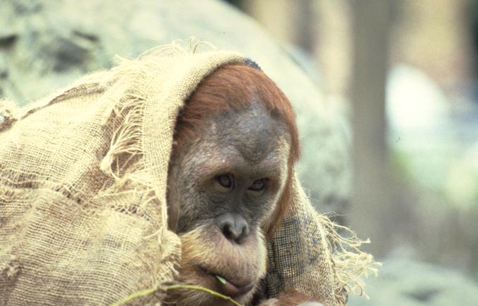 Photo131-Orangutan-Begger-by Linda Bucklin.jpg