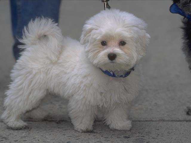 Photo135-Bichon Friese-WhiteDog-Puppy-by Linda Bucklin.jpg