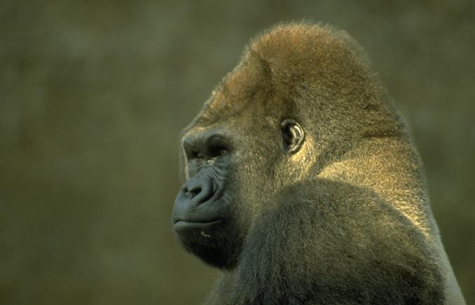 Photo137-Gorilla-Head-Closeup-by Linda Bucklin.jpg