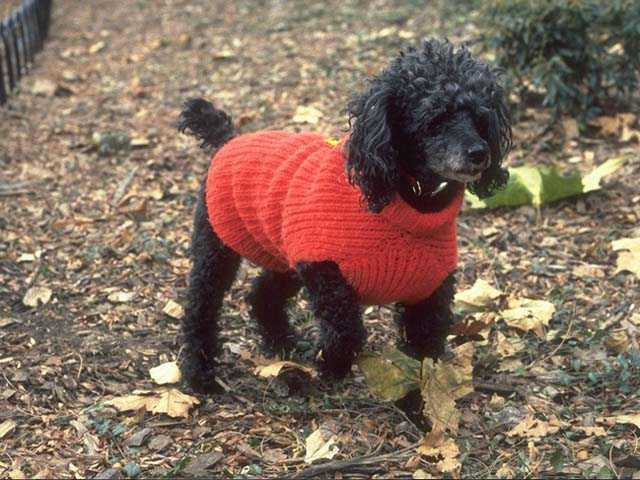 Photo140-DomesticDog-Poodle-by Linda Bucklin.jpg