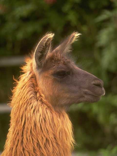 Photo156-Llama-Head closeup-by Linda Bucklin.jpg