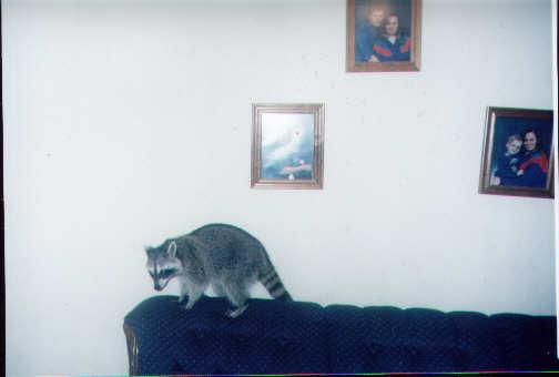 Pict0008-Raccoon-by Tammy.jpg