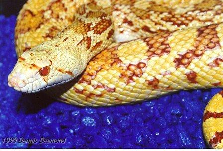 Pituophis catenifer02-Albino Sonoran Gopher Snake-by Dennis Desmond.jpg