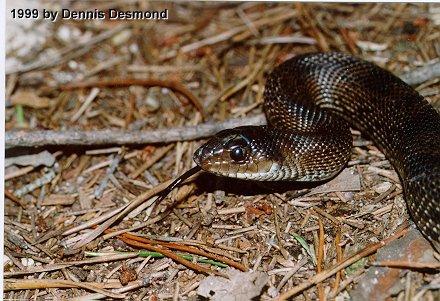 Pituophis melanoleucus lodingi01-Black Pine Snake-by Dennis Desmond.jpg