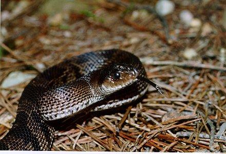 Pituophis melanoleucus lodingi02-Black Pine Snake-juvenile-by Dennis Desmond.jpg