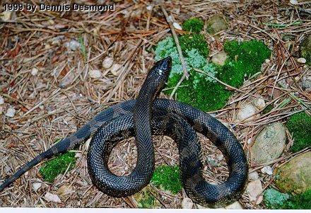 Pituophis melanoleucus lodingi03-Black Pine Snake-by Dennis Desmond.jpg