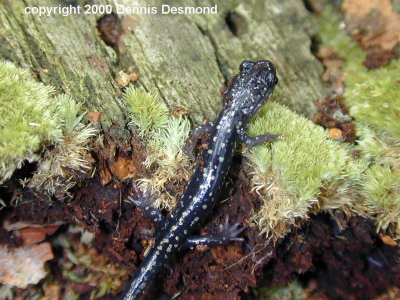 Plethodon glutinosus04-Slimy Salamander-by Dennis Desmond.jpg