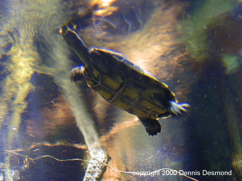 Podocnemis unifilis01-Yellow Amazon Spotted Turtle-by Dennis Desmond.jpg