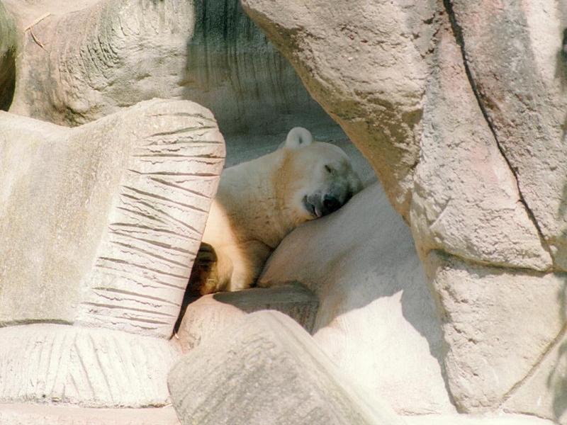 Polabear010-Polar Bear-by Ralf Schmode.jpg