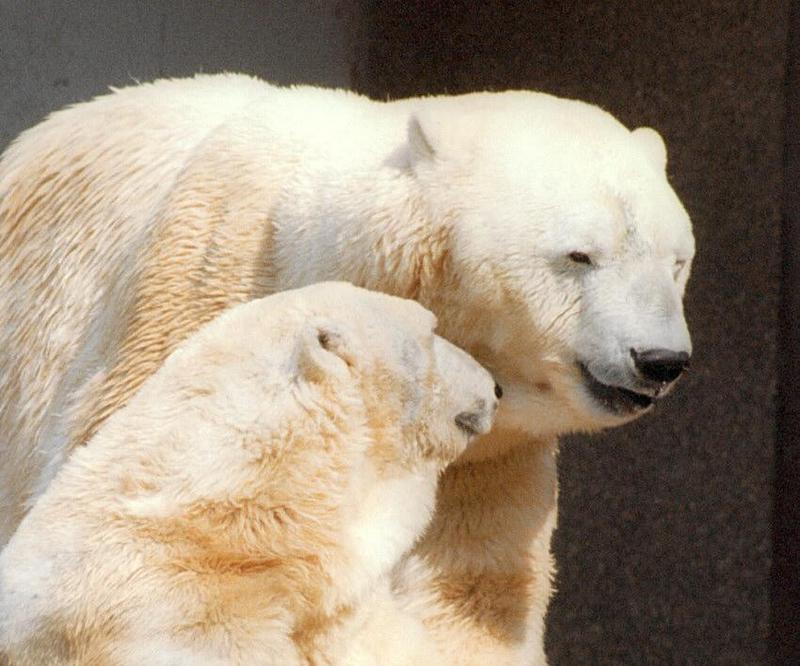 Polabear011-Polar Bears-by Ralf Schmode.jpg