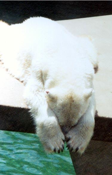 Polar bear see no evil-by Denise McQuillen.jpg