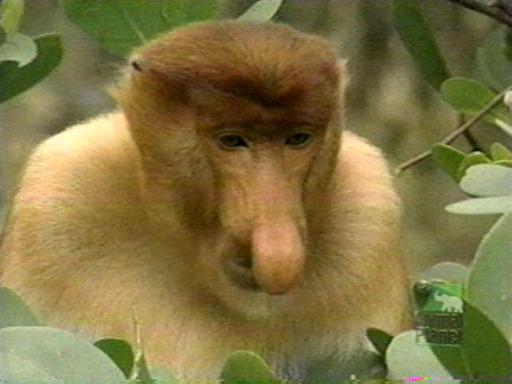 Proboscis monkey-by Denise McQuillen.jpg