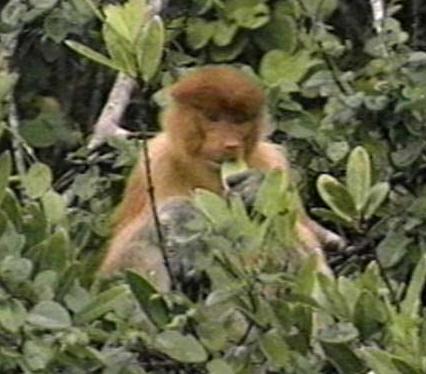 Proboscis monkey female-by Denise McQuillen.jpg