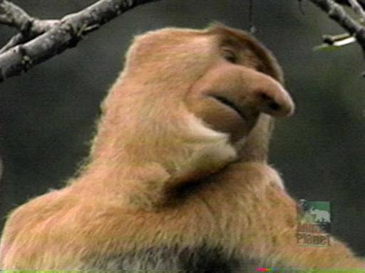 Proboscis monkey side2-by Denise McQuillen.jpg
