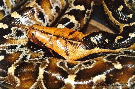 Python curtus02-Blood Python-by Dennis Desmond.jpg