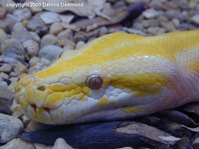 Python m bivitattus albino-Burmese Python-by Dennis Desmond.jpg
