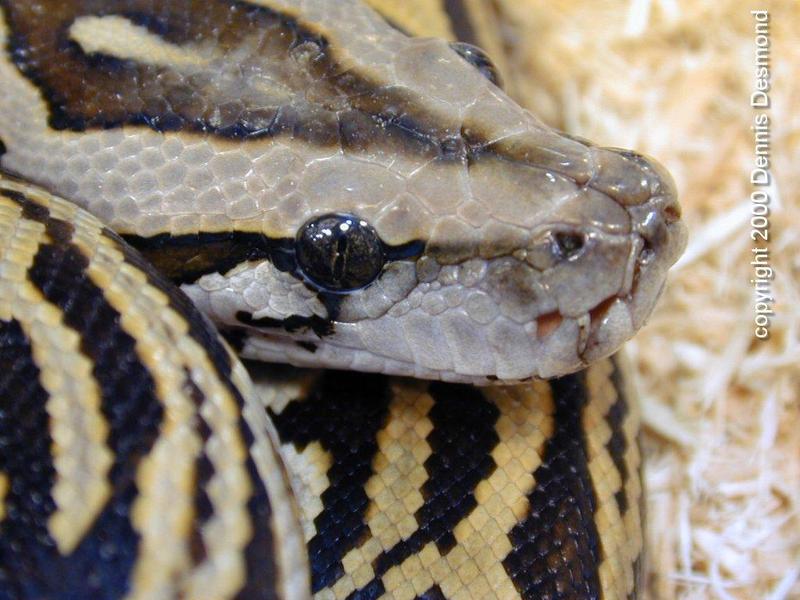 Python molurus labrynth03-Burmese Python-by Dennis Desmond.jpg