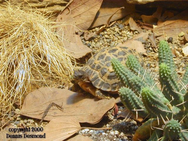Pyxis arachnoides04-Madagascan Spider Tortoise-by Dennis Desmond.jpg