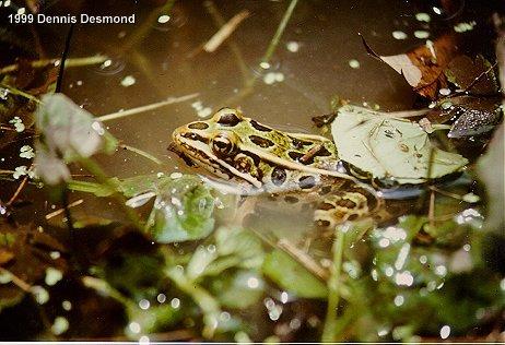 Rana utricularia02-Southern Leopard Frog-by John White.jpg