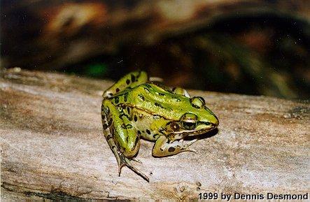 Rana utricularia20-Southern Leopard Frog-by Dennis Desmond.jpg