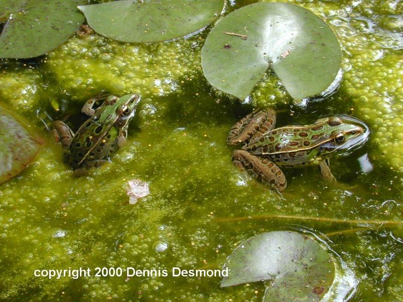Rana utricularia24-Southern Leopard Frog-by Dennis Desmond.jpg