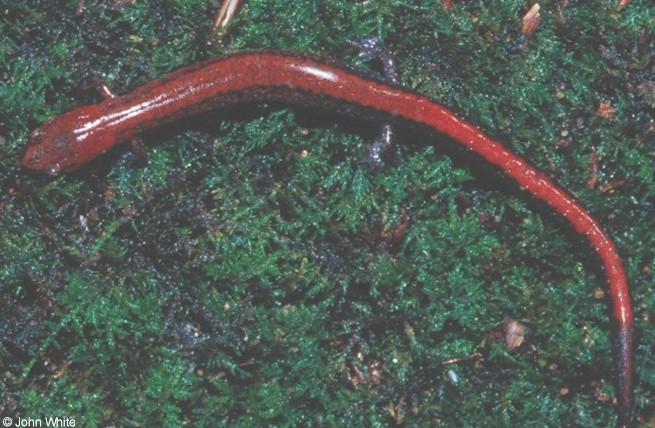 Red-backed salamander  Plethodon cinereus  1-John White.jpg