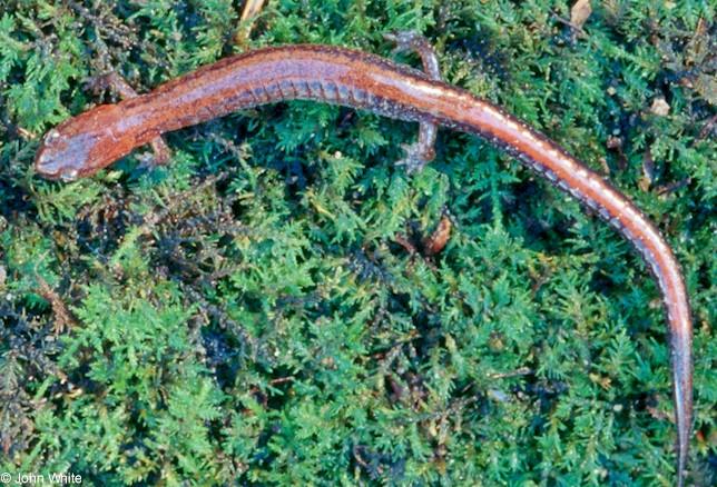 Red-backed salamander  Plethodon cinereus  2-John White.jpg