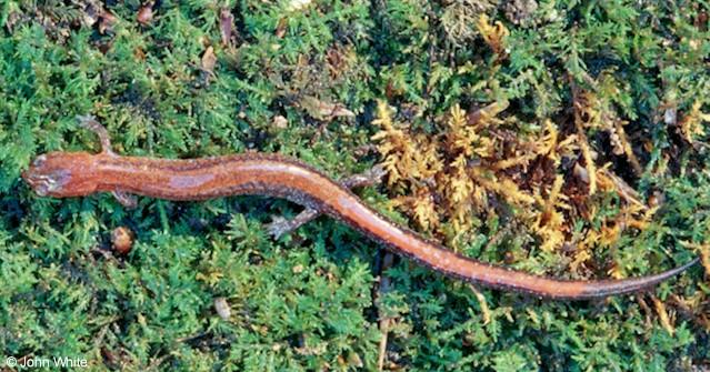Red-backed salamander  Plethodon cinereus  3-John White.jpg