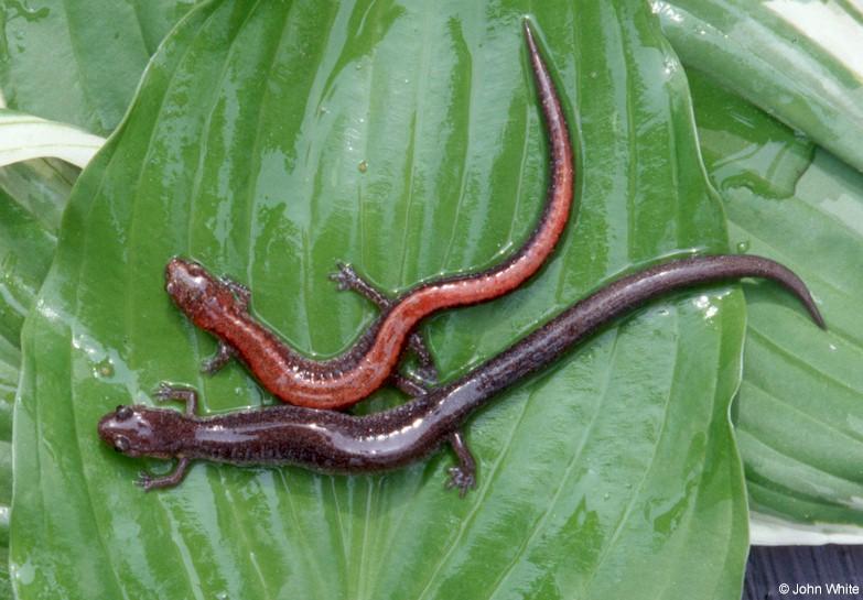 Red-backed salamanders08-by John White.jpg