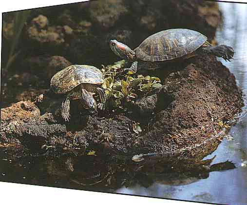 Red-sheek-turtle-TR-Red-eared Slider Turtles-by Trudie Waltman.jpg